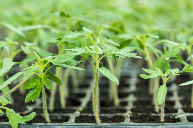 fertilizantes