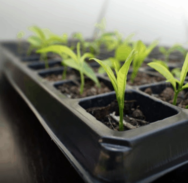 fertilizantes