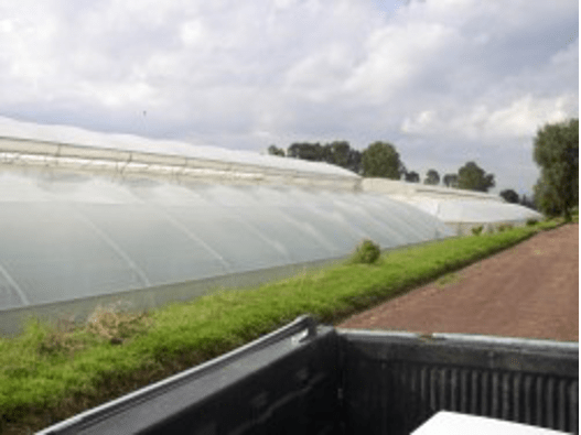 fertilizantes