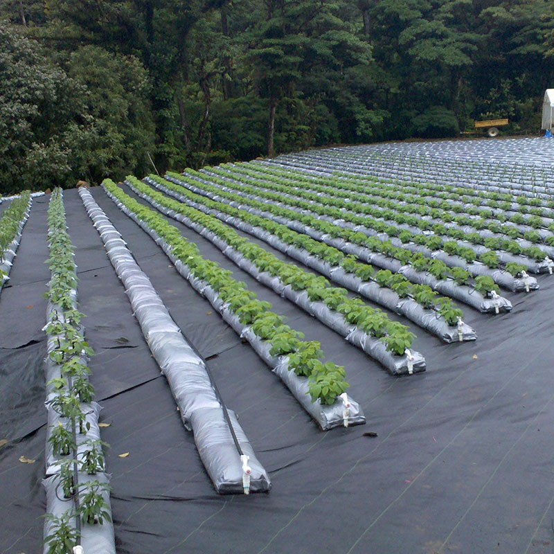 fertilizantes