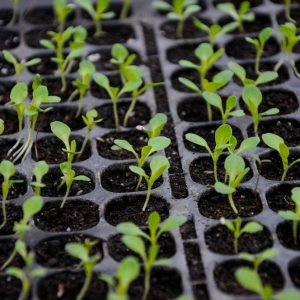 fertilizantes