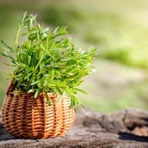 fertilizantes