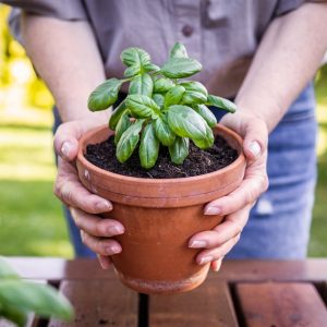 fertilizantes